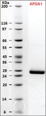 SILu&#8482;Prot APOA1, Apolipoprotein A-1 human recombinant, expressed in HEK 293 cells, SIL MS Protein Standard, 13C- and 15N-labeled