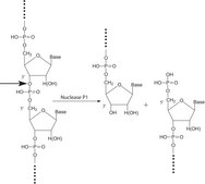 Nuclease P1 from Penicillium citrinum lyophilized powder, &#8805;200&#160;units/mg protein (E1%/280, 3&#8242;-5&#8242;-Phosphodiesterase)