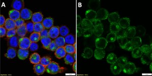 Anti-CD209 Antibody, clone 4B5 ZooMAb&#174; Rabbit Monoclonal recombinant, expressed in HEK 293 cells