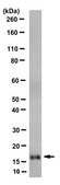 Anti-Histone H3.1 Antibody, clone 1D4F2 clone 1D4F2, 1 mg/mL, from rat