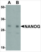 Anti-NANOG antibody produced in rabbit affinity isolated antibody, buffered aqueous solution