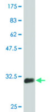 Monoclonal Anti-SLC2A4, (C-terminal) antibody produced in mouse clone 1F12, purified immunoglobulin, buffered aqueous solution