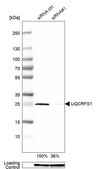 Anti-UQCRFS1 antibody produced in rabbit Prestige Antibodies&#174; Powered by Atlas Antibodies, affinity isolated antibody, buffered aqueous glycerol solution