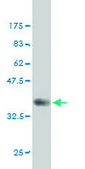 Monoclonal Anti-FYN antibody produced in mouse clone 1A3, purified immunoglobulin, buffered aqueous solution
