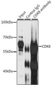 Anti-CDK8 antibody produced in rabbit