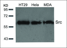 Anti-SRC (Ab-529) antibody produced in rabbit affinity isolated antibody
