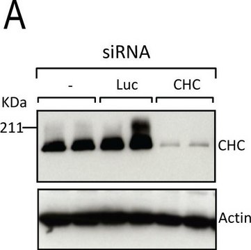 Anti-β-Actin−Peroxidase antibody, Mouse monoclonal clone AC-15, purified from hybridoma cell culture