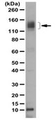 Anti-Ambra1 Antibody from rabbit, purified by affinity chromatography