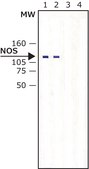 Anti-Nitric Oxide Synthase, Inducible antibody produced in rabbit IgG fraction of antiserum, buffered aqueous solution