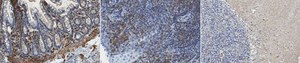 Anti-N-Myc Interactor Antibody, clone 16E9.2 clone 16E9.2, from mouse