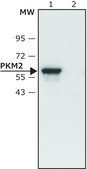 Anti-PKM2 (isoform M1) antibody produced in rabbit ~1.5&#160;mg/mL, affinity isolated antibody