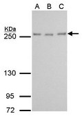 Monoclonal Anti-mTOR antibody produced in mouse clone GT6611, affinity isolated antibody