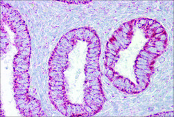Anti-PDGFB antibody produced in rabbit affinity isolated antibody