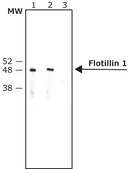 Anti-Flotillin 1 antibody produced in rabbit ~1&#160;mg/mL, affinity isolated antibody, buffered aqueous solution