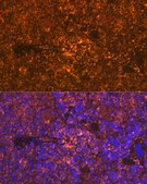 Anti-Oncostatin M Antibody, clone 8O8K9, Rabbit Monoclonal
