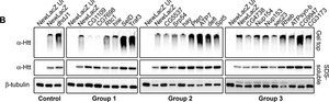 Anti-Huntingtin Protein Antibody, clone mEM48 culture supernatant, clone mEM48, Chemicon&#174;