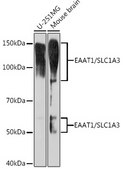 Anti-EAAT1/SLC1A3 Antibody, clone 7Y4U5, Rabbit Monoclonal