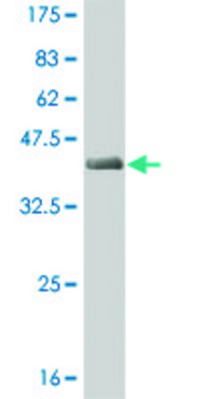 ANTI-T antibody produced in mouse clone 5E12, purified immunoglobulin, buffered aqueous solution