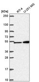 Anti-MAP2K4 antibody produced in rabbit Prestige Antibodies® Powered by Atlas Antibodies, affinity isolated antibody