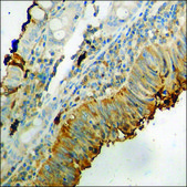 Anti-phospho-Chk1 (pSer345) antibody produced in rabbit affinity isolated antibody