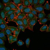 Anti-Actin Antibody, Alexa Fluor&#8482; 488 Conjugate from rabbit, ALEXA FLUOR&#8482; 488