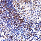 Anti-SHP1 antibody produced in rabbit
