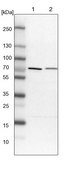 Anti-PPP2R5D antibody produced in rabbit Prestige Antibodies&#174; Powered by Atlas Antibodies, affinity isolated antibody, buffered aqueous glycerol solution, ab1