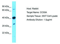 Anti-TMEM30A antibody produced in rabbit affinity isolated antibody