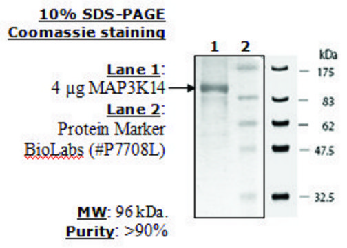 MAP3K14(NIK) Active human recombinant, expressed in baculovirus infected insect cells, &#8805;70% (SDS-PAGE)