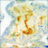 Anti-phospho-SHP-2 (pTyr542) antibody produced in rabbit affinity isolated antibody