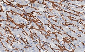 Anti-Collagen VI Antibody, clone 1N10 ZooMAb&#174; Rabbit Monoclonal recombinant, expressed in HEK 293 cells