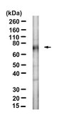 Anti-ST2/IL-33R Antibody, clone RMST-2 ZooMAb&#174; Rat Monoclonal recombinant, expressed in HEK 293 cells