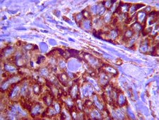 Anti-Integrin &#945;4 Antibody, clone P1H4, azide free clone P1H4, Chemicon&#174;, from mouse