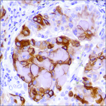 Anti-MUC-4 antibody, Rabbit monoclonal recombinant, expressed in proprietary host, clone SP241, affinity isolated antibody