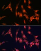 Anti-PAK2 Antibody, clone 2Y7I2, Rabbit Monoclonal