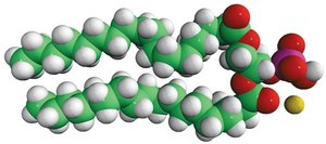 18:0 PA Avanti Research&#8482; - A Croda Brand