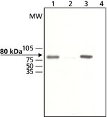 Anti-GRK2 antibody produced in rabbit affinity isolated antibody, buffered aqueous solution