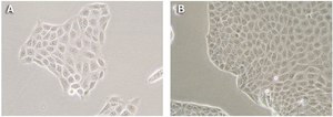 MDCKII canine MDR1 KO, human BCRP Expressing Cells