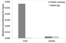 Anti-TEAD1 antibody produced in rabbit