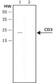Anti-CD3, T Cell antibody produced in rabbit whole antiserum