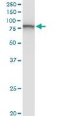 Monoclonal Anti-VPS35 antibody produced in mouse clone 2D3, purified immunoglobulin, buffered aqueous solution