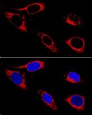 Anti-P4HB antibody produced in rabbit