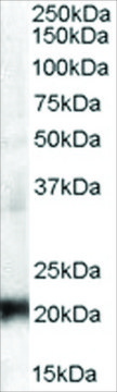 Anti-CBX3/HP1&#947; antibody produced in goat affinity isolated antibody, buffered aqueous solution