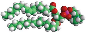 18:1-16:0 PC 1-oleoyl-2-palmitoyl-sn-glycero-3-phosphocholine, chloroform