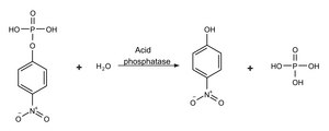 Acid phosphatase Assay Kit 1&#160;kit sufficient for 1,000&#160;assays (multiwell plates), 1&#160;kit sufficient for 100&#160;assays (tubes)