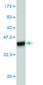 Monoclonal Anti-EPS8L2 antibody produced in mouse clone 6C2, purified immunoglobulin, buffered aqueous solution