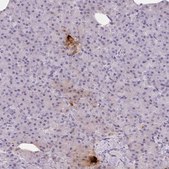 Anti-PPY antibody produced in rabbit Prestige Antibodies&#174; Powered by Atlas Antibodies, affinity isolated antibody, buffered aqueous glycerol solution