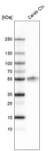 Monoclonal Anti-LHX2 antibody produced in mouse Prestige Antibodies&#174; Powered by Atlas Antibodies, clone CL6137, purified immunoglobulin, buffered aqueous glycerol solution