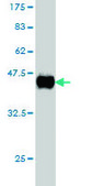 Monoclonal Anti-CD99 antibody produced in mouse clone 3A10, purified immunoglobulin, buffered aqueous solution