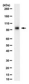 Anti-MMP-9 from rabbit, purified by affinity chromatography